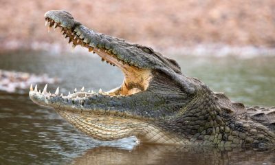 Crocodile