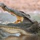 Crocodile