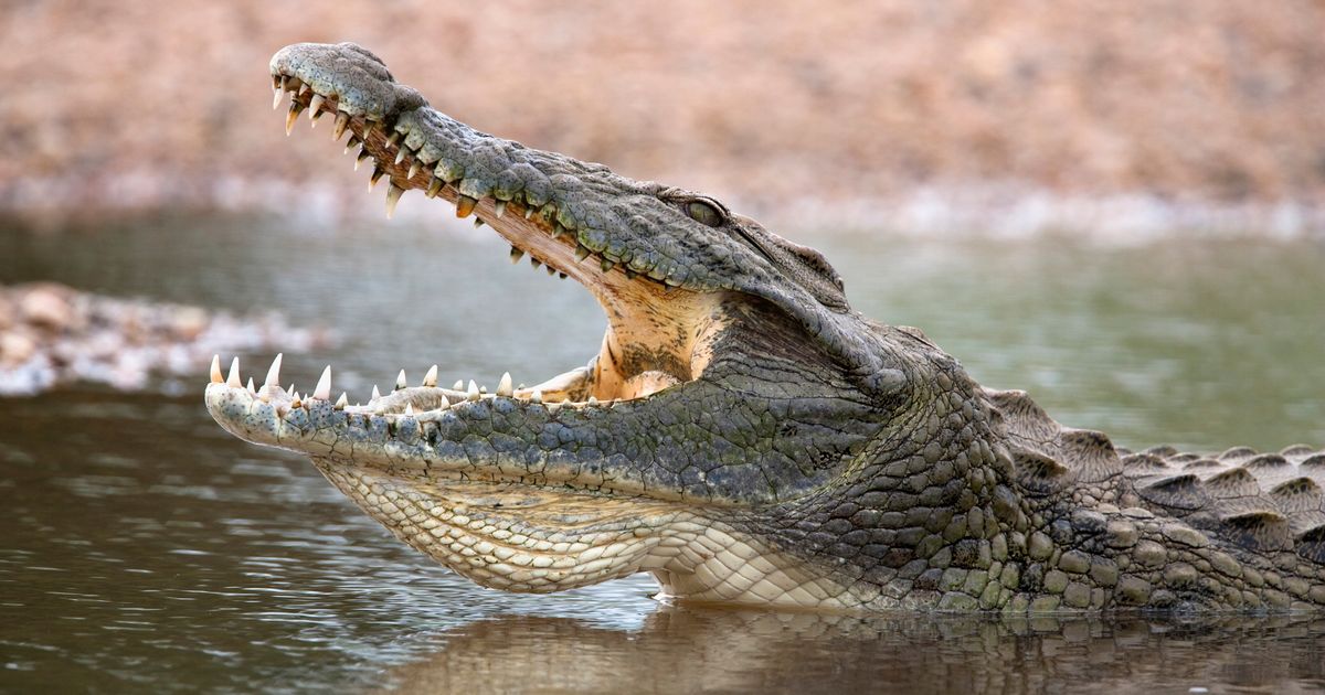 Crocodile