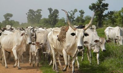 Fulani Herdsmen Invaded Uwheru In Delta State