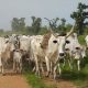 Fulani Herdsmen Invaded Uwheru In Delta State