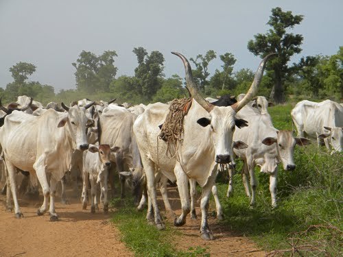 Fulani Herdsmen Invaded Uwheru In Delta State